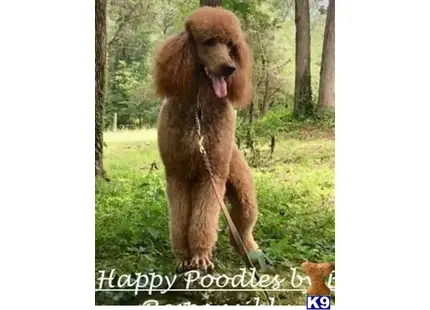 Paradise Found Red Rock available Poodle puppy located in Ottawa